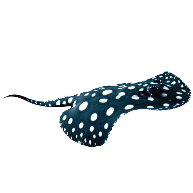 Imagem do peixe Arraia Leopoldi